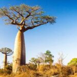 Baobab Tree