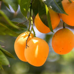 Tzaneen Town - Mangoes