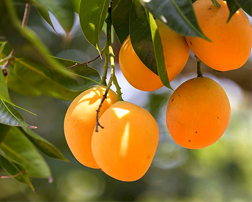 Tzaneen Town - Mangoes