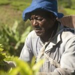 Tea Farmer